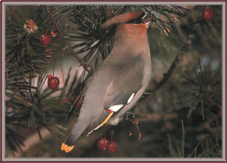 Bohemian Waxwing (Bombycilla garrulus) {!--황여새-->; DISPLAY FULL IMAGE.