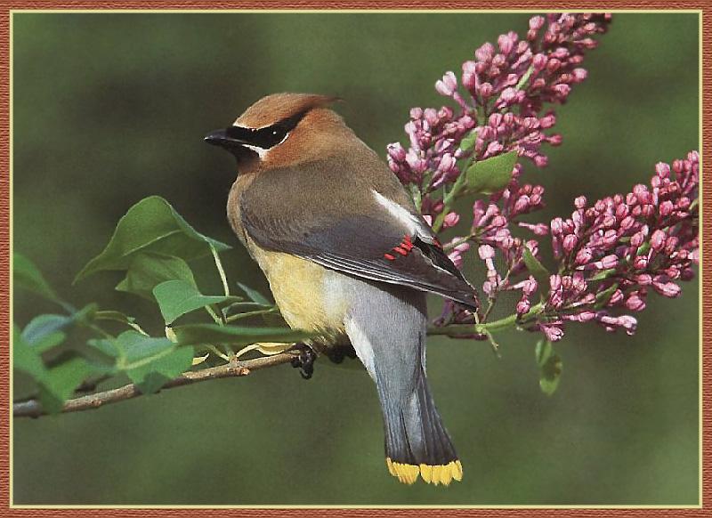 Cedar Waxwing (Bombycilla cedrorum) {!--애기여새-->; DISPLAY FULL IMAGE.