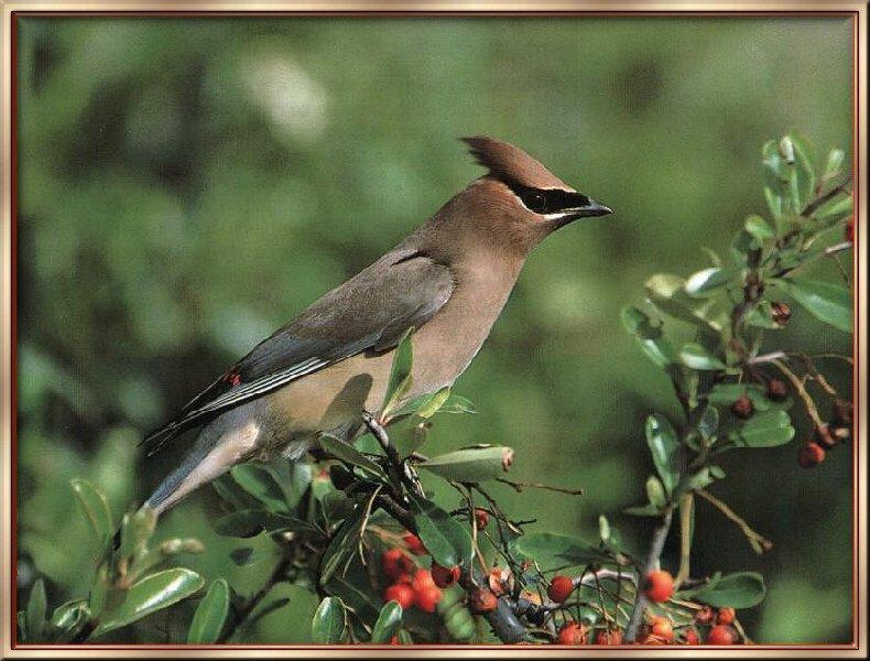 Cedar Waxwing (Bombycilla cedrorum) {!--애기여새-->; DISPLAY FULL IMAGE.