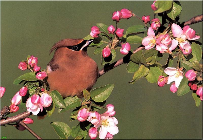 Cedar Waxwing (Bombycilla cedrorum) {!--애기여새-->; DISPLAY FULL IMAGE.