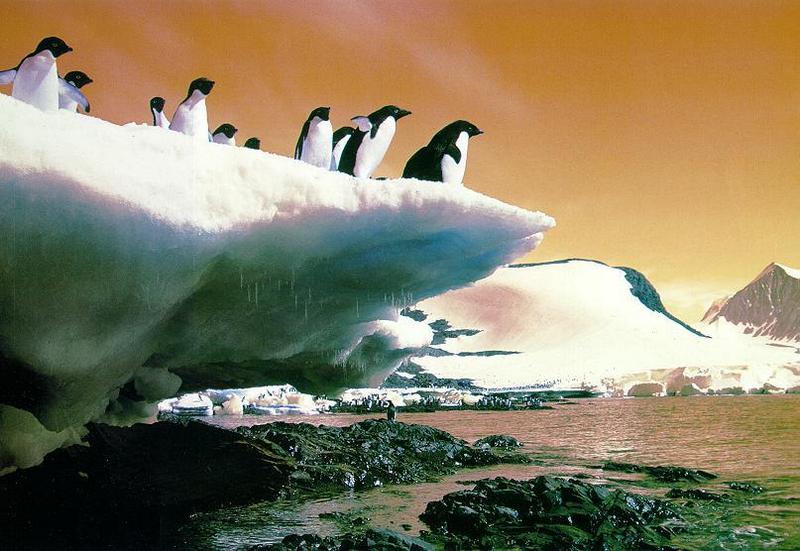 Adelie Penguin flock (Pygoscelis adeliae) {!--아델리펭귄-->; DISPLAY FULL IMAGE.