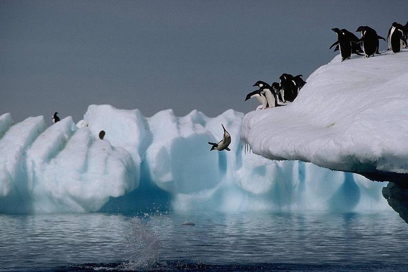 Adelie Penguin flock (Pygoscelis adeliae) {!--아델리펭귄-->; DISPLAY FULL IMAGE.