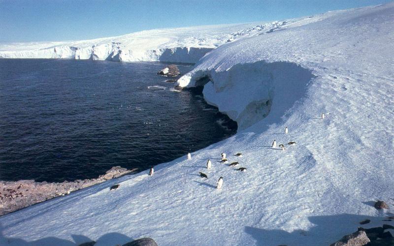 Adelie Penguin flock (Pygoscelis adeliae) {!--아델리펭귄-->; DISPLAY FULL IMAGE.