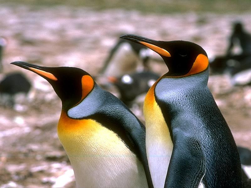 Emperor Penguins (Aptenodytes forsteri) {!--황제펭귄-->; DISPLAY FULL IMAGE.