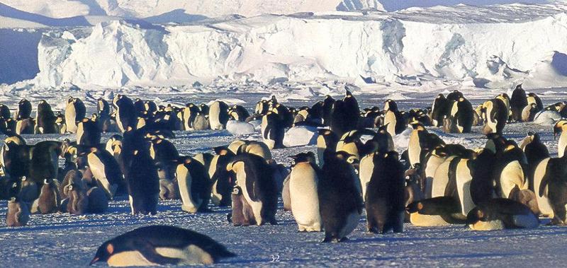Emperor Penguin rookery (Aptenodytes forsteri) {!--황제펭귄-->; DISPLAY FULL IMAGE.
