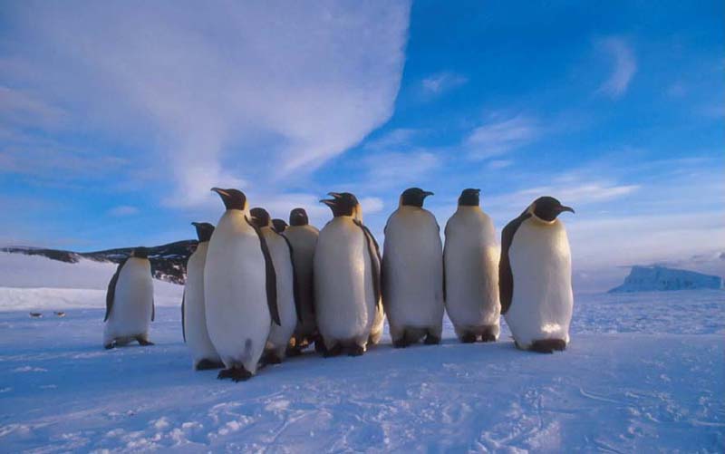 Emperor Penguin group (Aptenodytes forsteri) {!--황제펭귄-->; DISPLAY FULL IMAGE.