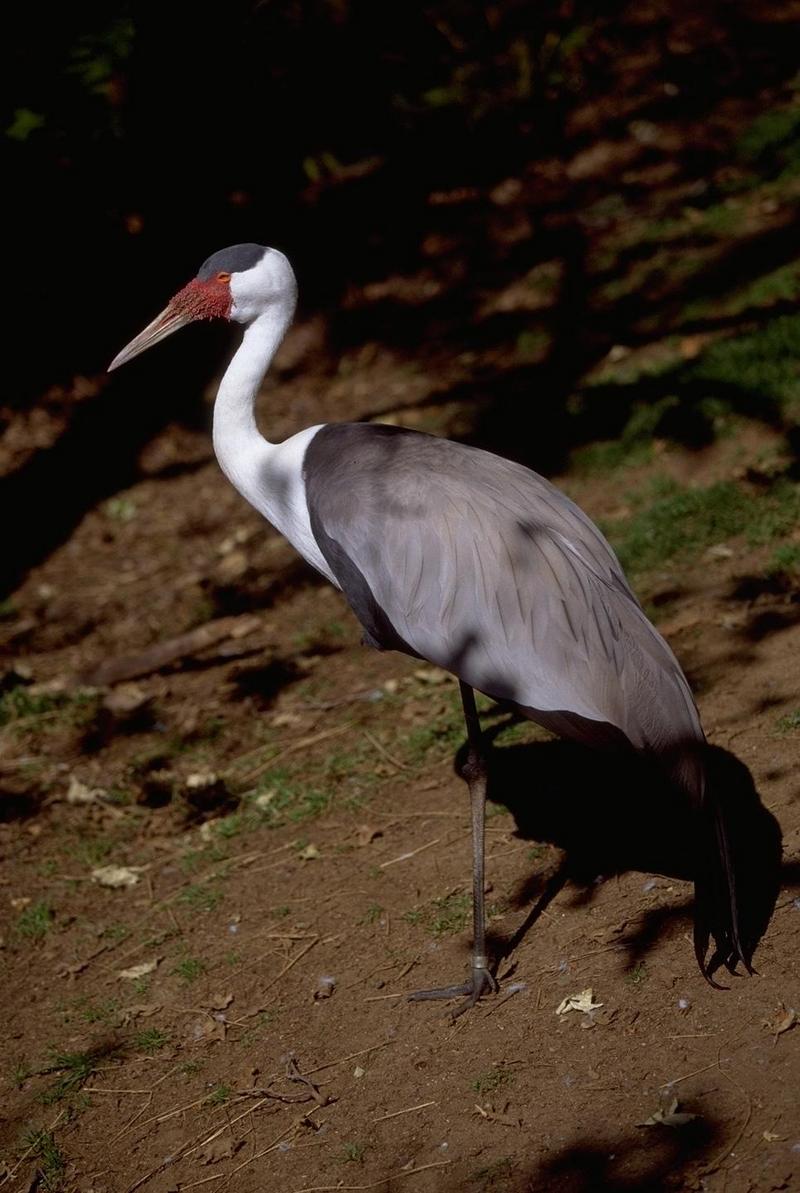 Wattled Crane (Grus carunculatus) {!--볼망태두루미(아프리카)-->; DISPLAY FULL IMAGE.