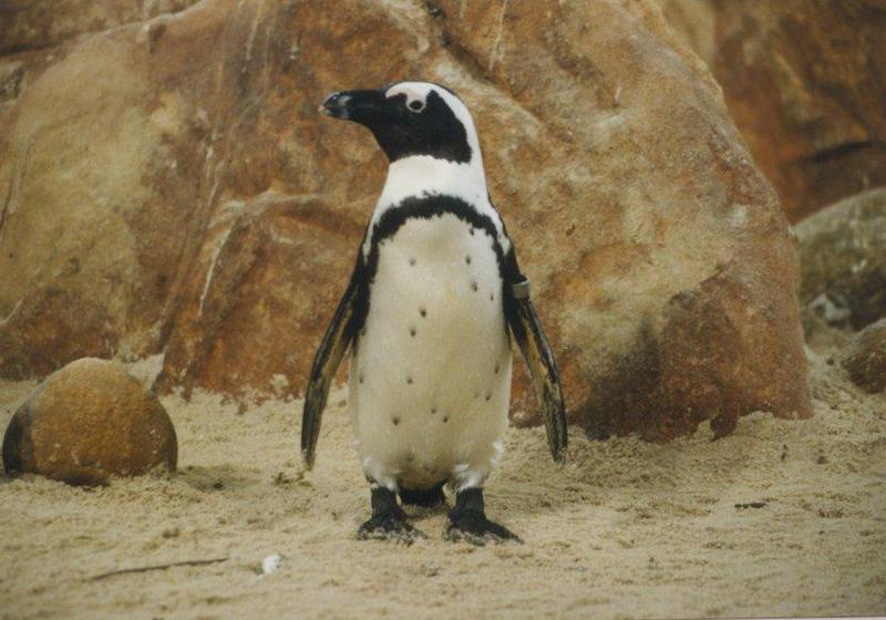 Jackass Penguin (Spheniscus demersus) {!--자카스펭귄(남아프리카)-->; DISPLAY FULL IMAGE.