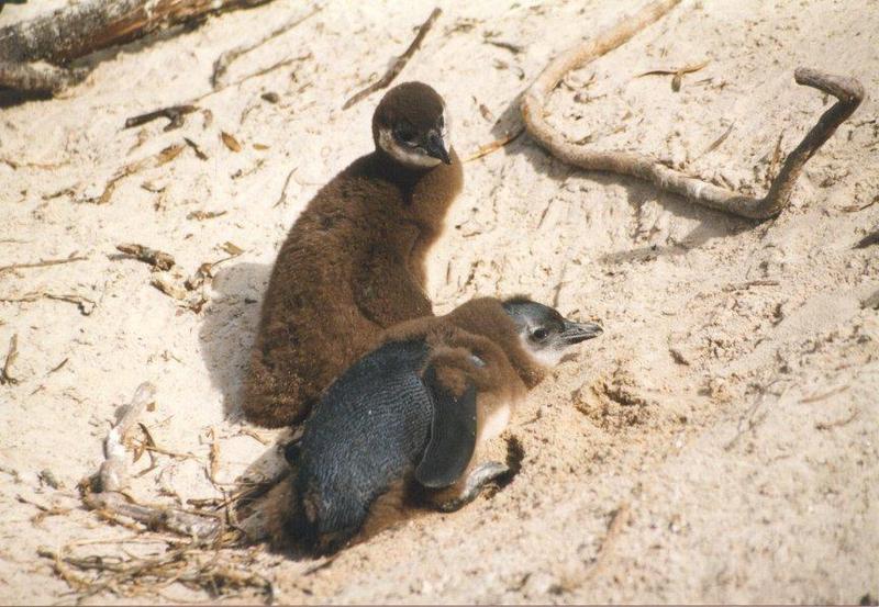 Jackass Penguin chicks molting (Spheniscus demersus) {!--자카스펭귄(남아프리카)-->; DISPLAY FULL IMAGE.