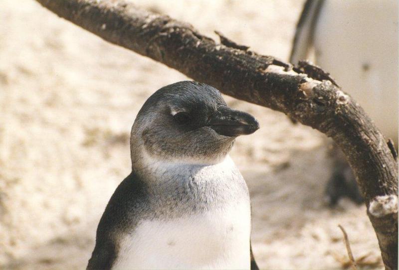 Jackass Penguin juvenile (Spheniscus demersus) {!--자카스펭귄(남아프리카)-->; DISPLAY FULL IMAGE.