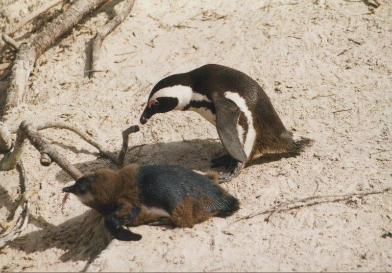 Jackass Penguin & chick (Spheniscus demersus) {!--자카스펭귄(남아프리카)-->; DISPLAY FULL IMAGE.