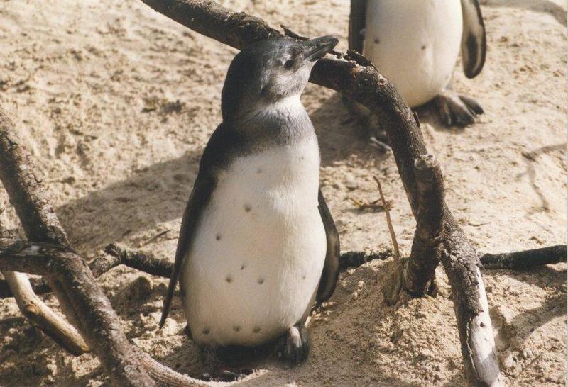 Jackass Penguin chick (Spheniscus demersus) {!--자카스펭귄(남아프리카)-->; DISPLAY FULL IMAGE.