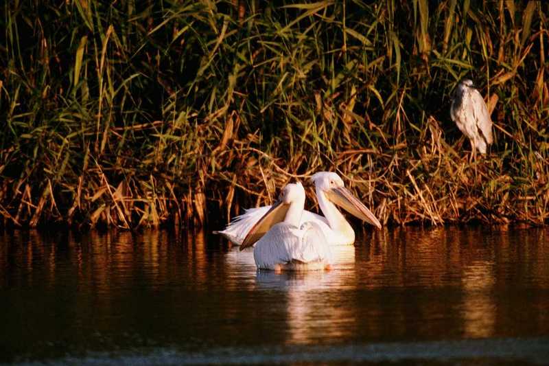 American White Pelicans (Pelecanus erythrorhynchos) {!--아메리카흰사다새-->; DISPLAY FULL IMAGE.
