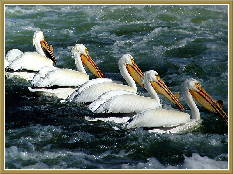 American White Pelicans (Pelecanus erythrorhynchos) {!--아메리카흰사다새-->; DISPLAY FULL IMAGE.