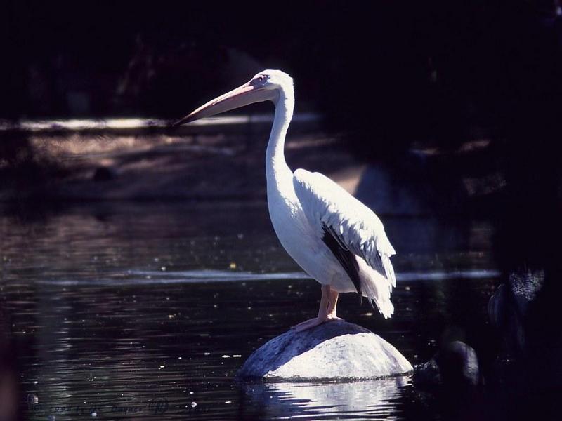 American White Pelican (Pelecanus erythrorhynchos) {!--아메리카흰사다새-->; DISPLAY FULL IMAGE.