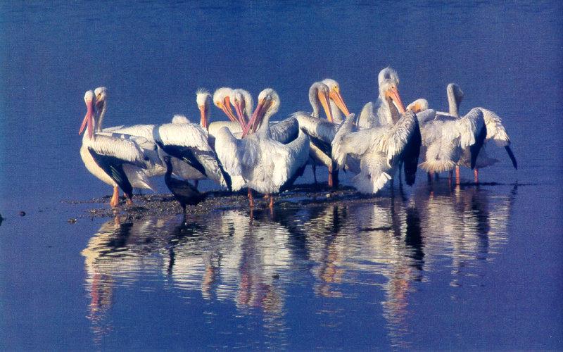 American White Pelican flock (Pelecanus erythrorhynchos) {!--아메리카흰사다새-->; DISPLAY FULL IMAGE.