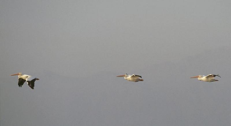 American White Pelican trio in flight (Pelecanus erythrorhynchos) {!--아메리카흰사다새-->; DISPLAY FULL IMAGE.