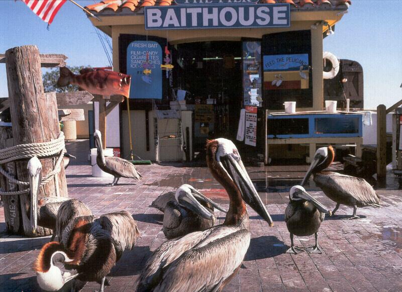 Brown Pelicans (Pelecanus occidentalis) {!--갈색사다새-->; DISPLAY FULL IMAGE.