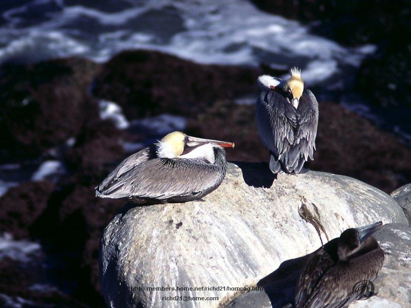 Brown Pelican pair (Pelecanus occidentalis) {!--갈색사다새-->; DISPLAY FULL IMAGE.