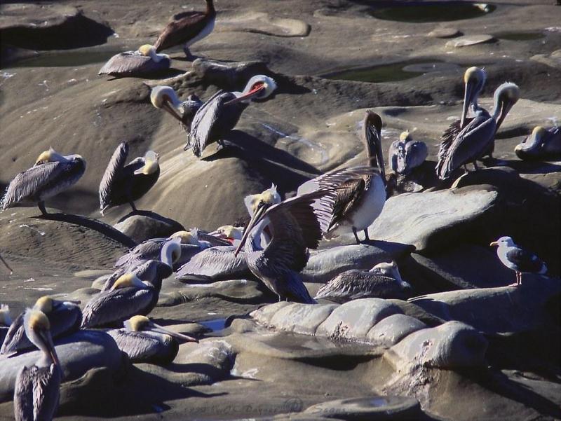 Brown Pelicans (Pelecanus occidentalis) {!--갈색사다새-->; DISPLAY FULL IMAGE.