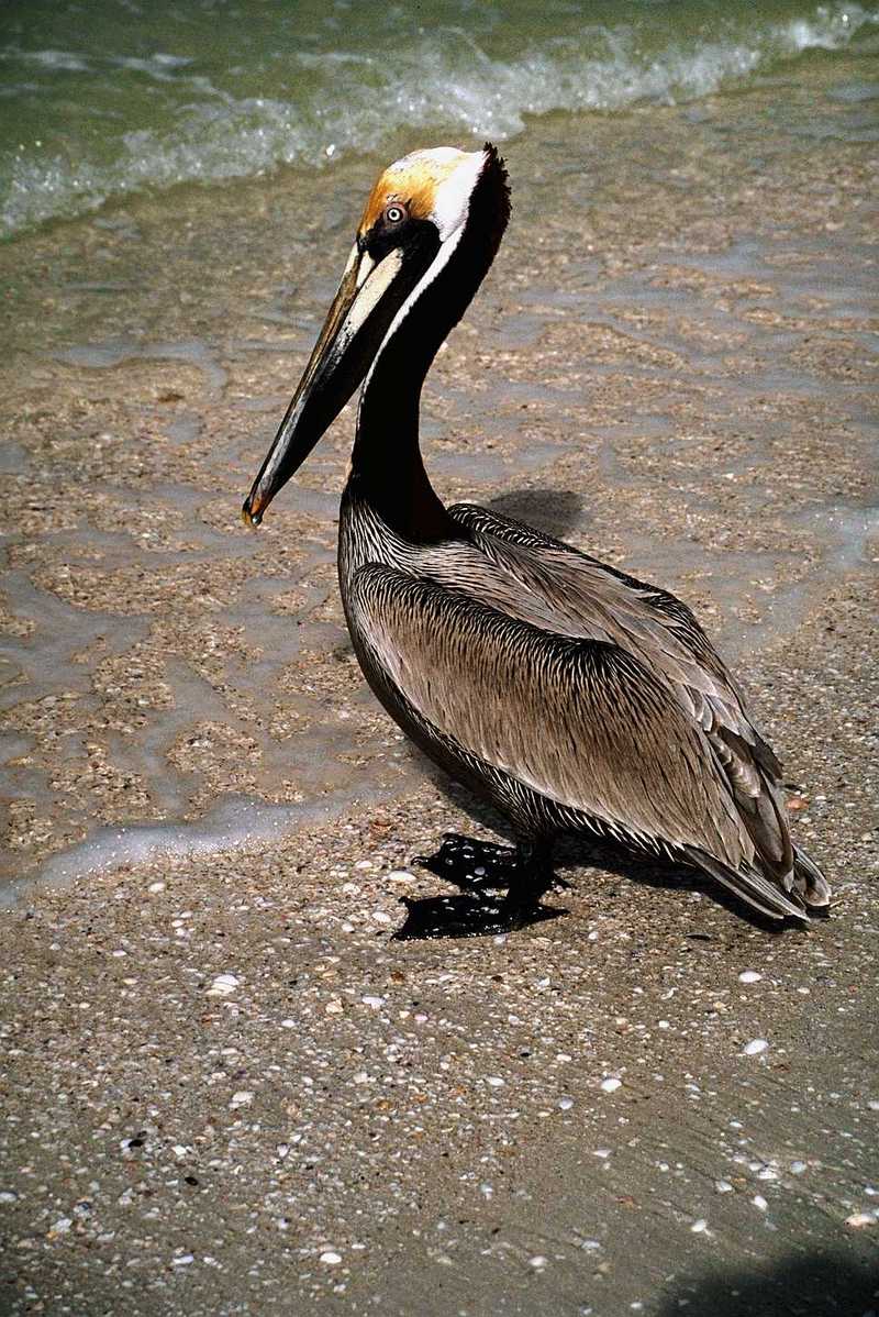 Brown Pelican (Pelecanus occidentalis) {!--갈색사다새-->; DISPLAY FULL IMAGE.