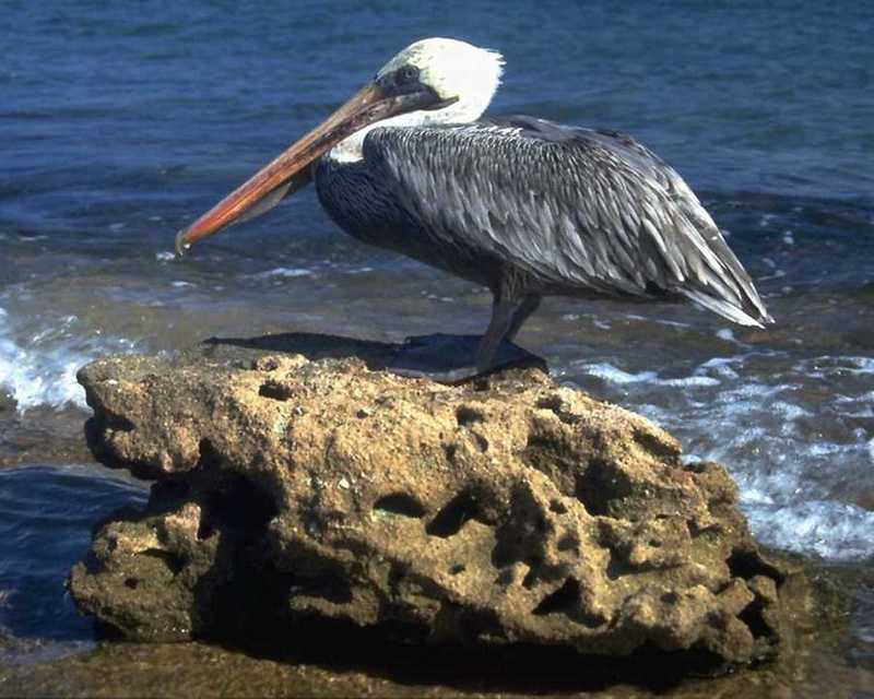 Brown Pelican (Pelecanus occidentalis) {!--갈색사다새-->; DISPLAY FULL IMAGE.