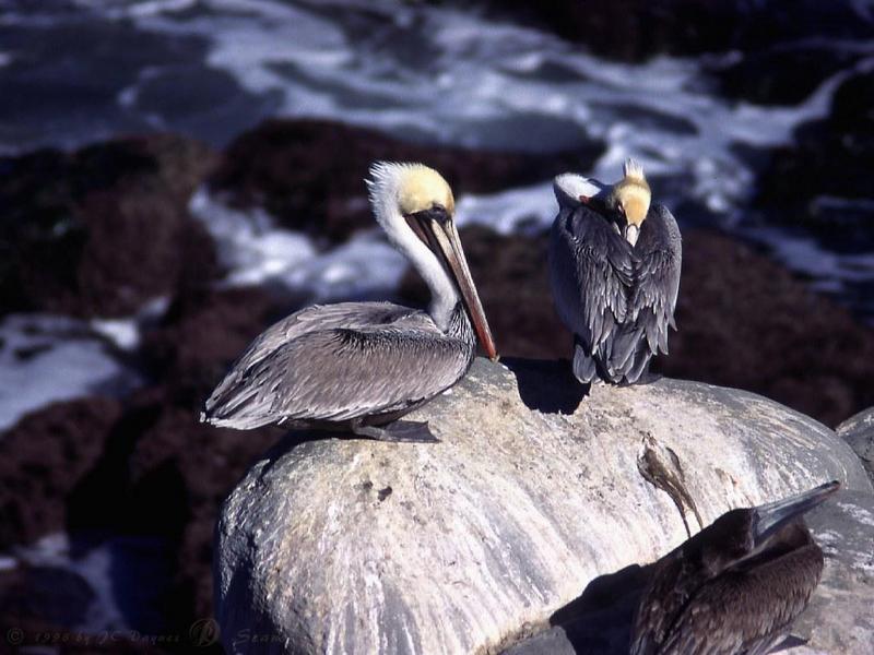 Brown Pelicans (Pelecanus occidentalis) {!--갈색사다새-->; DISPLAY FULL IMAGE.