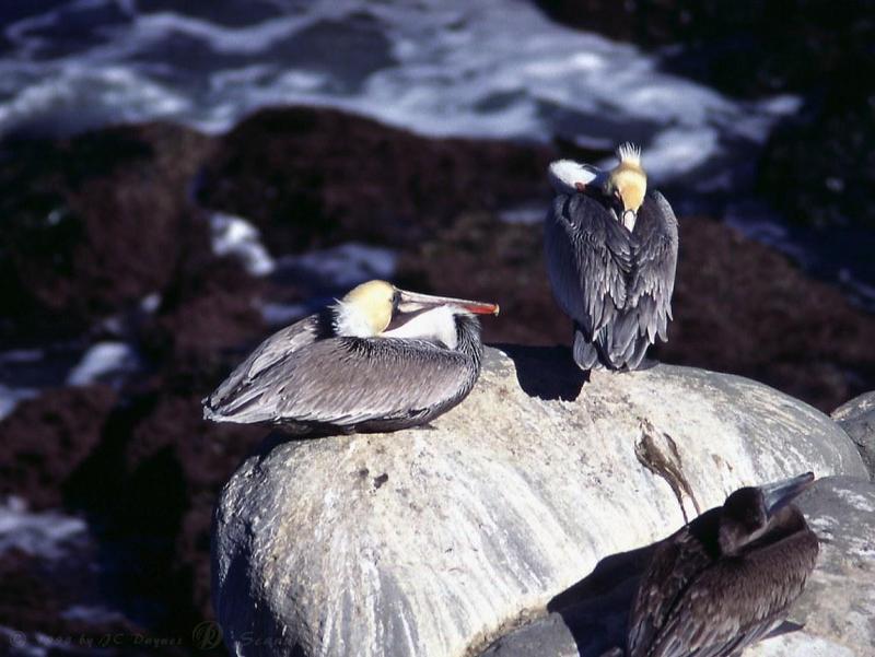 Brown Pelicans (Pelecanus occidentalis) {!--갈색사다새-->; DISPLAY FULL IMAGE.