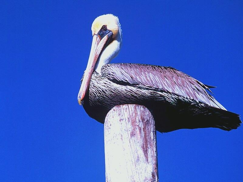 Brown Pelican (Pelecanus occidentalis) {!--갈색사다새-->; DISPLAY FULL IMAGE.