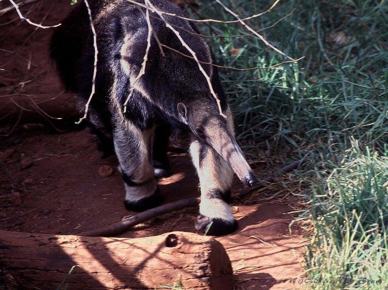 Giant Anteater (Myrmecophaga tridactyla) {!--큰개미핥기-->; DISPLAY FULL IMAGE.