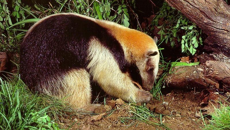 Tamandua (Tamandua sp.) {!--애기개미핥기-->; DISPLAY FULL IMAGE.