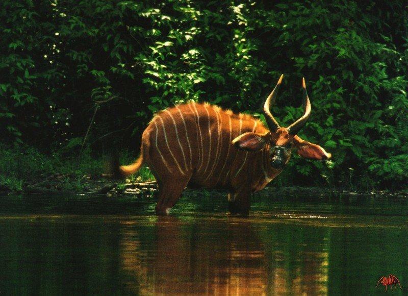 Bongo (Tragelaphus eurycerus) {!--봉고,넓적뿔영양(─ 羚羊)-->; DISPLAY FULL IMAGE.