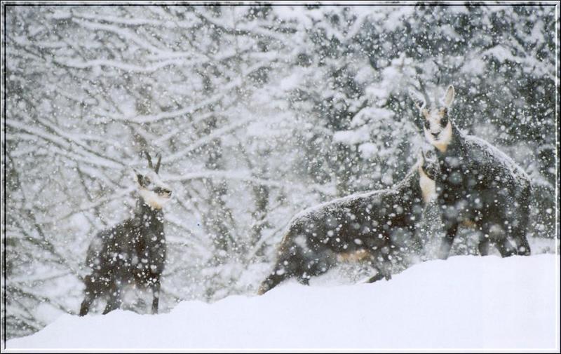 Alpine Chamois (Rupicapra rupicapra) {!--샤모아산양(---山羊)-->; DISPLAY FULL IMAGE.