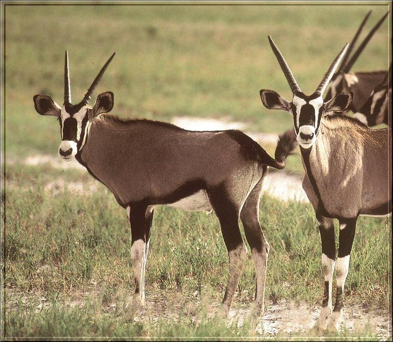 Gemsboks (Oryx gazella) {!--오릭스,겜스복영양(---羚羊)-->; DISPLAY FULL IMAGE.