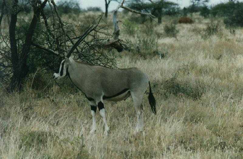 Beisa Oryx (Oryx gazella beisa) {!--베이사오릭스,겜스복영양(---羚羊)-->; DISPLAY FULL IMAGE.