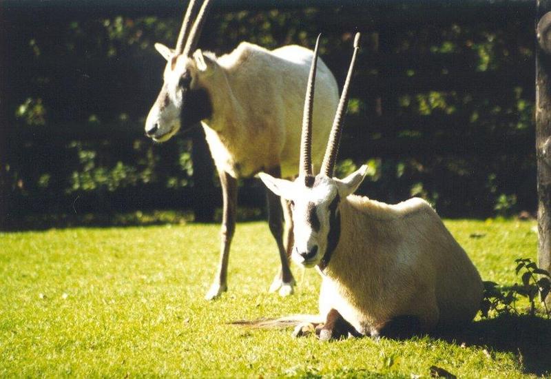 Arabian Oryx (Oryx leucoryx) {!--아라비아오릭스-->; DISPLAY FULL IMAGE.