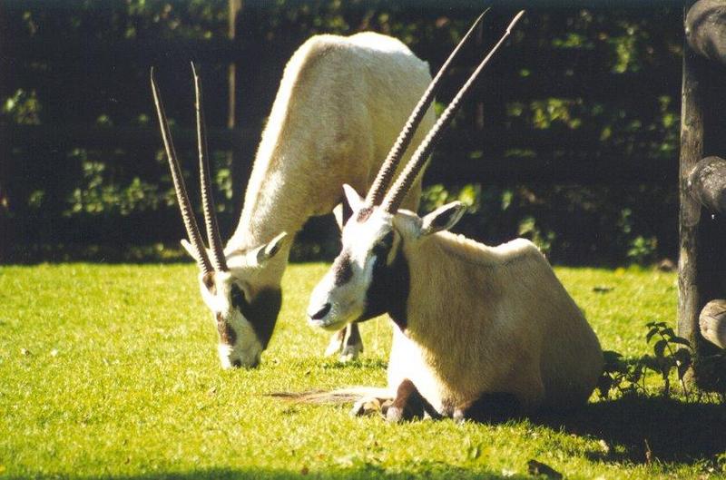 Arabian Oryx (Oryx leucoryx) {!--아라비아오릭스-->; DISPLAY FULL IMAGE.