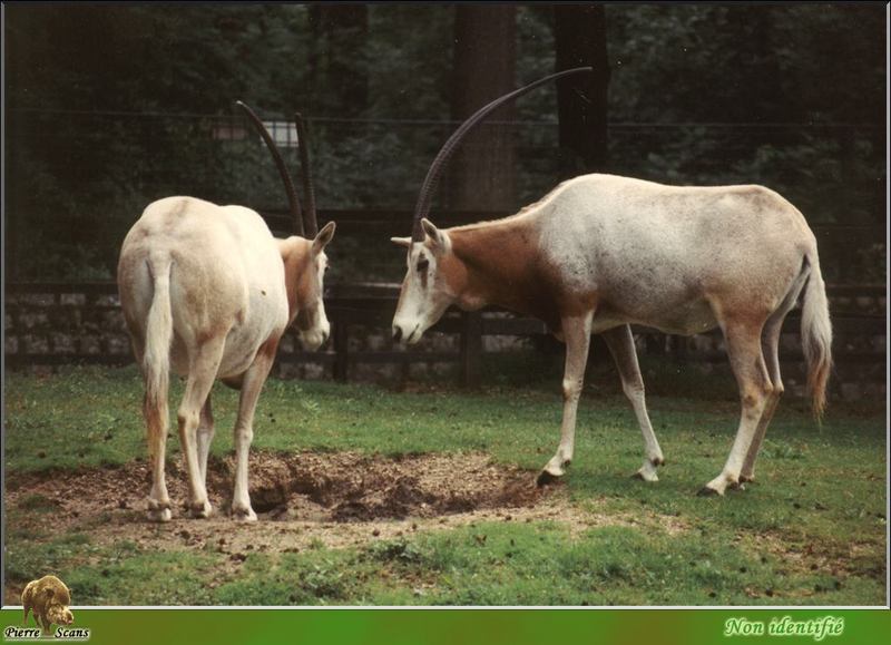 Scimitar-horned Oryx (Oryx dammah) {!--굽은뿔오릭스-->; DISPLAY FULL IMAGE.