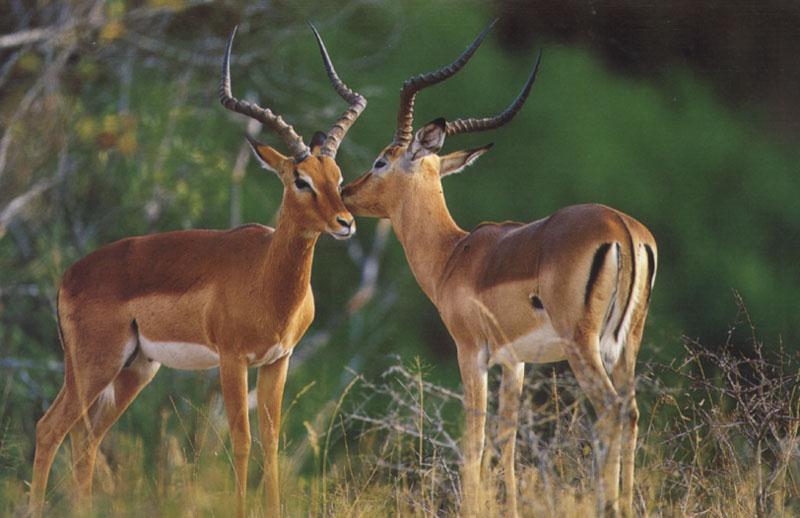 Impala (Aepyceros melampus) {!--임팔라영양-->; DISPLAY FULL IMAGE.
