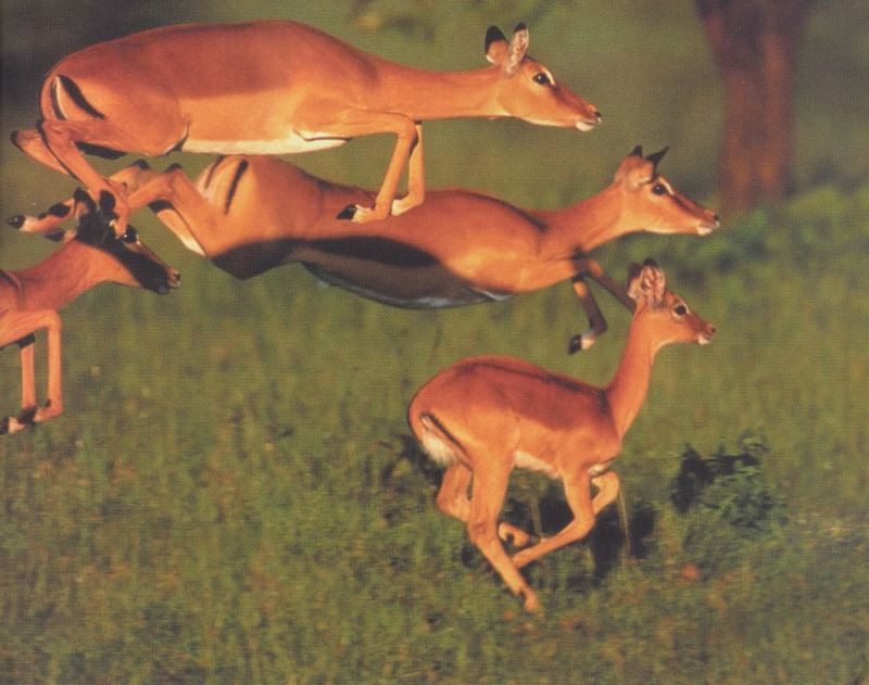 Impala (Aepyceros melampus) {!--임팔라영양-->; DISPLAY FULL IMAGE.