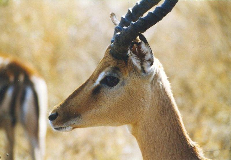 Impala (Aepyceros melampus) {!--임팔라영양-->; DISPLAY FULL IMAGE.