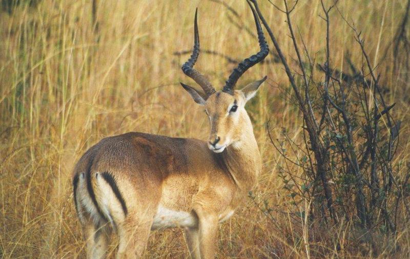 Impala (Aepyceros melampus) {!--임팔라영양-->; DISPLAY FULL IMAGE.