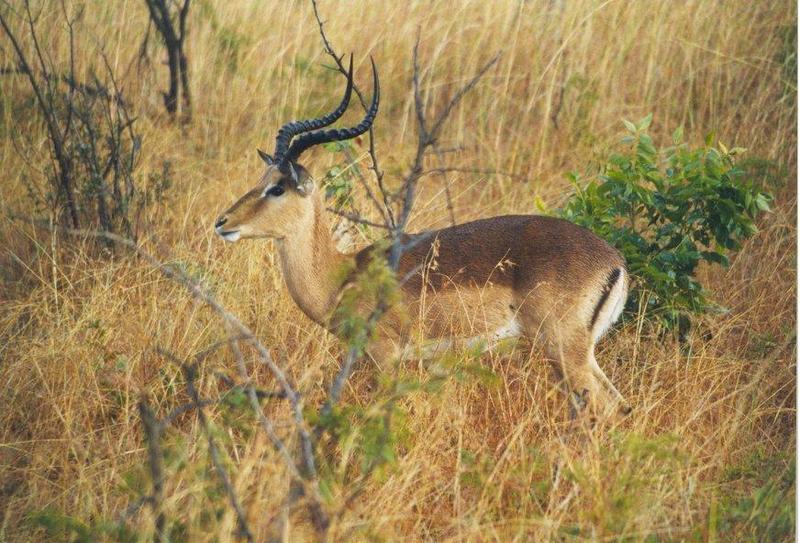 Impala (Aepyceros melampus) {!--임팔라영양-->; DISPLAY FULL IMAGE.