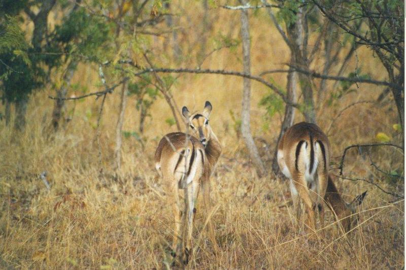 Impala (Aepyceros melampus) {!--임팔라영양-->; DISPLAY FULL IMAGE.