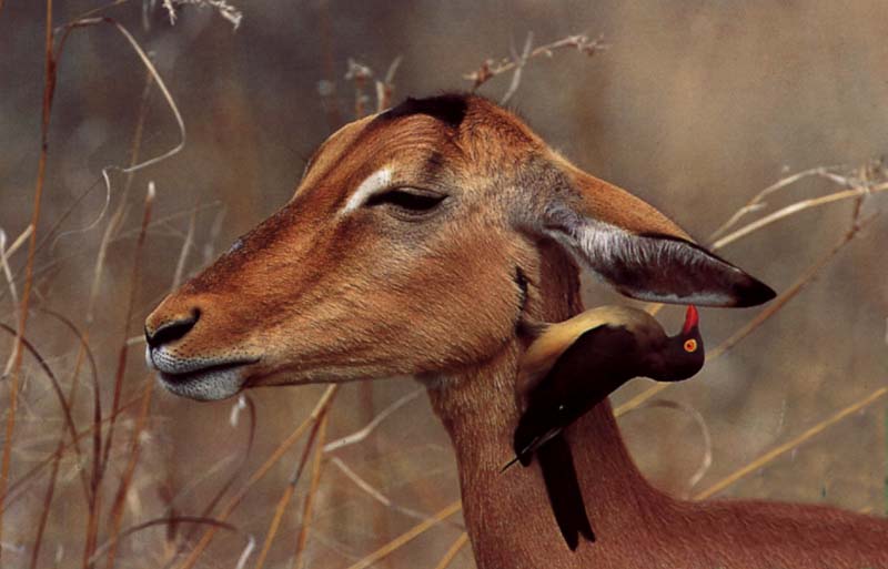 Impala (Aepyceros melampus) {!--임팔라영양-->; DISPLAY FULL IMAGE.