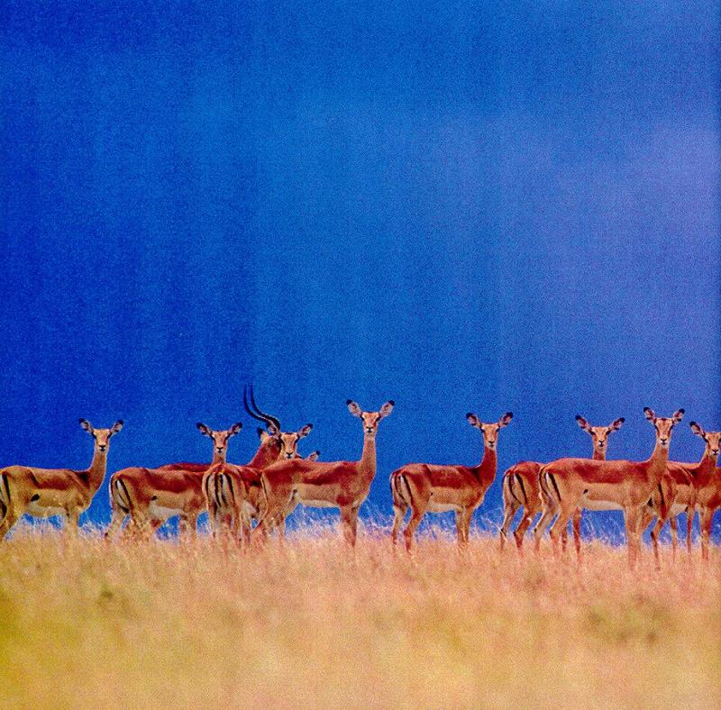 Impala (Aepyceros melampus) {!--임팔라영양-->; DISPLAY FULL IMAGE.