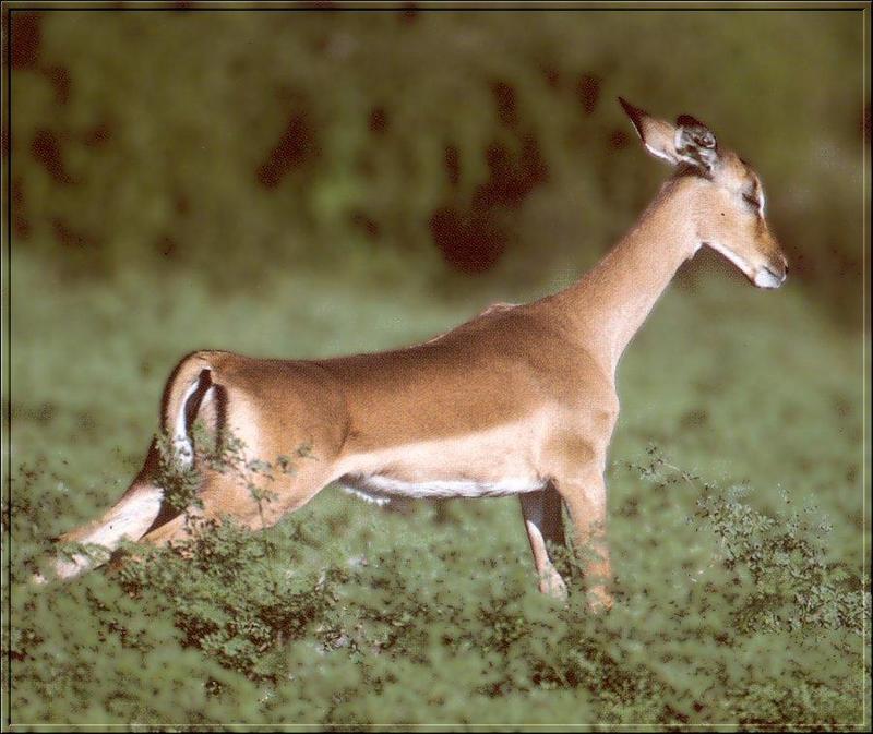 Impala (Aepyceros melampus) {!--임팔라영양-->; DISPLAY FULL IMAGE.