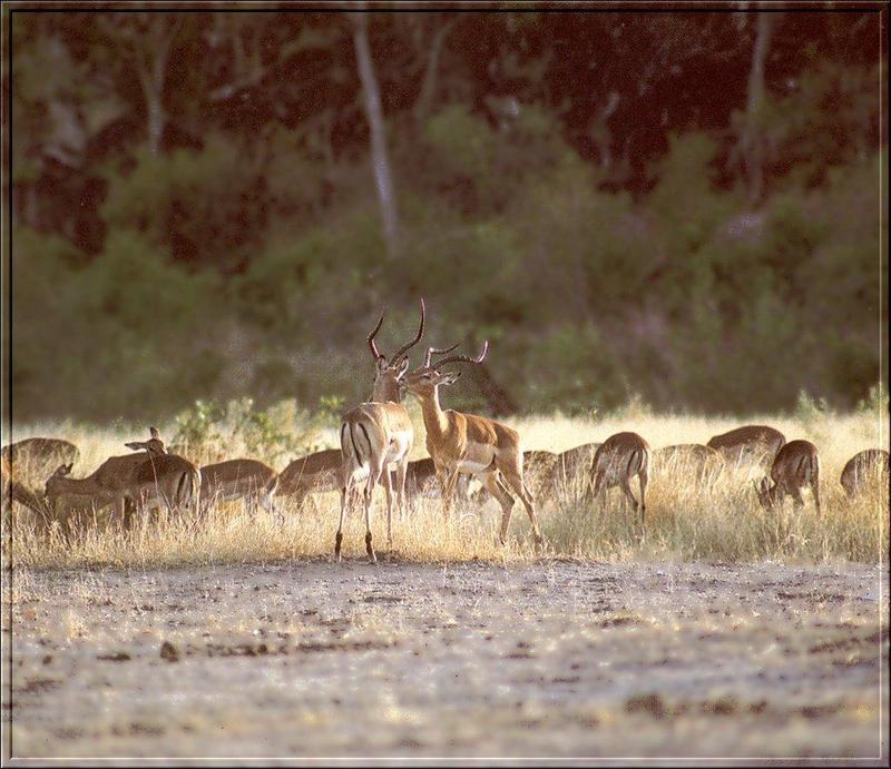 Impala (Aepyceros melampus) {!--임팔라영양-->; DISPLAY FULL IMAGE.