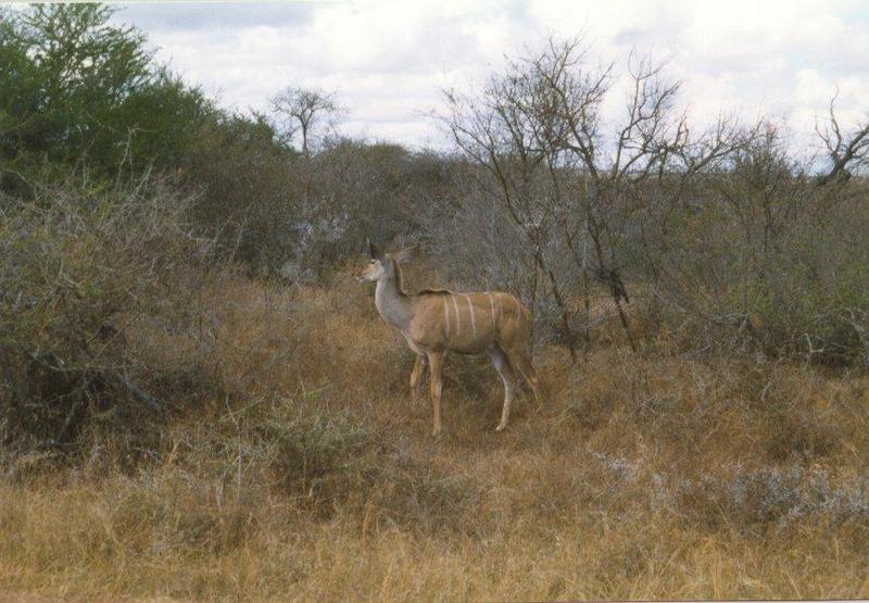 Kudu (Tragelaphus sp.) {!--쿠두영양(--羚羊)-->; DISPLAY FULL IMAGE.