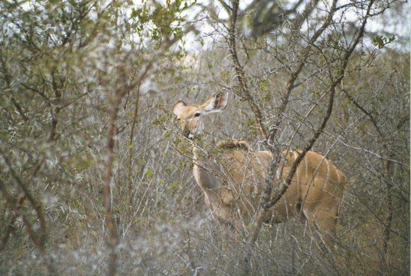 Kudu (Tragelaphus sp.) {!--쿠두영양(--羚羊)-->; DISPLAY FULL IMAGE.